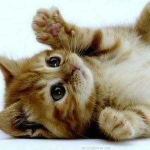 Meet your Posher, Georgia